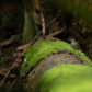 a bicknell's thrush in the rain forest