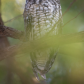 Owl portrait