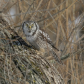 Northern Hawk Owl