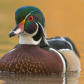 Wood Duck