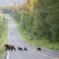 Family Crossing