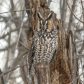 Long-eared Owl 