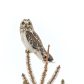 Short-eared Owl