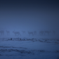 Caribou through the Mist