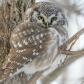 Boreal Owl