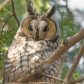 Long-eared Owl 