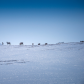 Porcupine Caribou on a Ridgeline