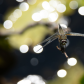 A dragonfly on a fairy lake