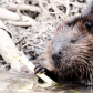 Beaver Looking At Me