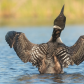 Common Loon