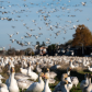A snow goose invasion