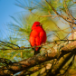 Sunset Scarlet Tanager