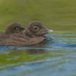 Common Loon Chicks