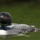 Common Loons