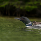 Common Loons