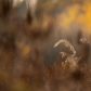 Reed Grass and Autumn Colors