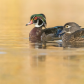 Wood Ducks