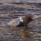 Water Ouzel Winter Life