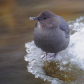 Water Ouzel Winter Life