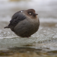 Water Ouzel Winter Life