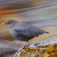 Water Ouzel Winter Life