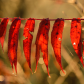 Sunrise Sumac