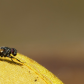 Forest Fly