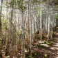 Forest Corridor