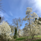 Magnificent Spring Magnolias