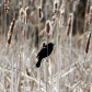 Red Wing in Bog