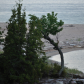 Tree at mouth of Sand River