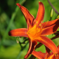 Tiger lily