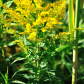 Goldenrod