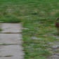 Speedy chipmunk