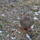 Mallard hen