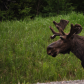 Bull moose on side of highway
